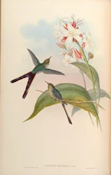 Cometes glyceriae = Lesbia victoriae x Ramphomicron microrhynchus